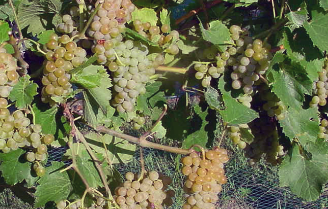 photo of grapes