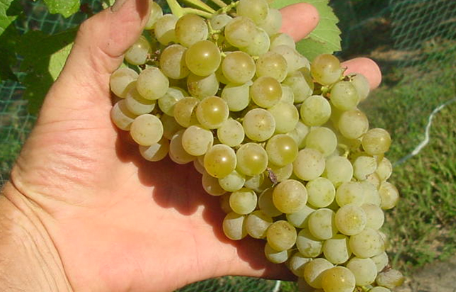 photo of grapes