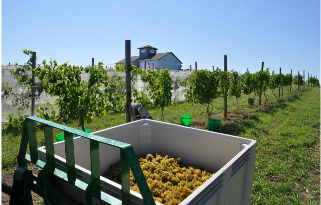 photo of vineyard