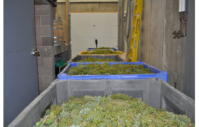 photo of grapes