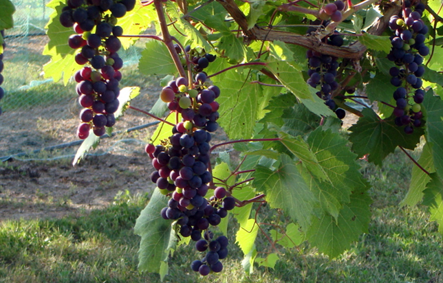 photo of grapes