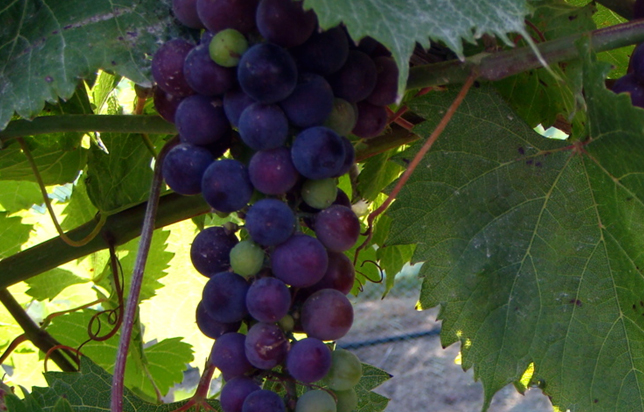 photo of grapes