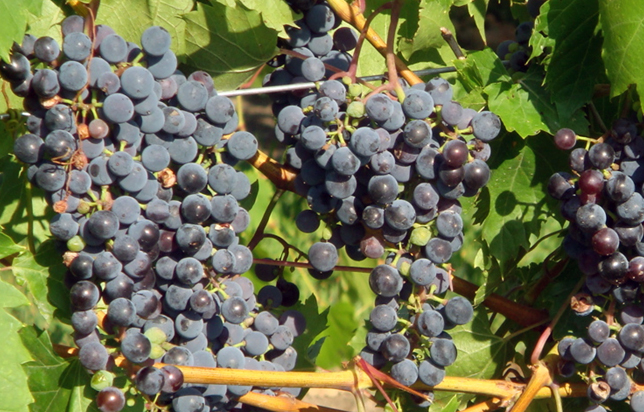 photo of grapes