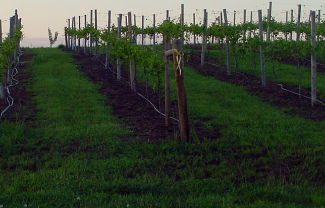 photo of vineyard