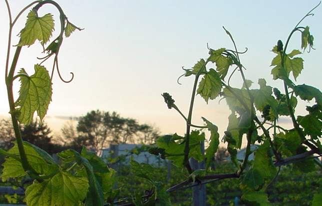 photo of grape vines