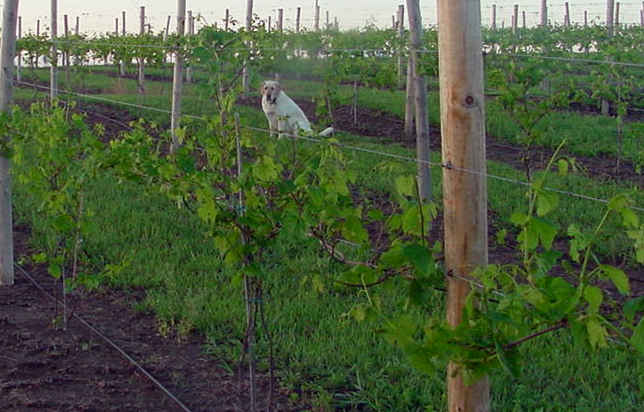 photo of vineyard
